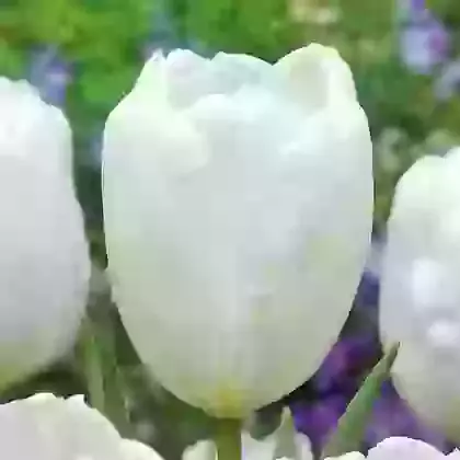 Hakuun